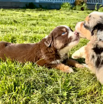 The photo of the 3 black tries are the boys the photo of two puppies (red tri and black tri) are the...