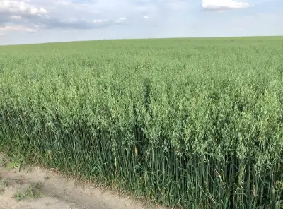 CDC Arborg Oat Very high yielding; 114% of CDC Dancer, 107% of Morgan oat 7% over any other oat vari...