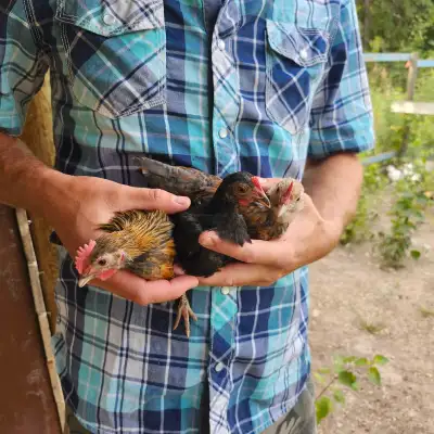 Bantams Born June 14th 2025, View more