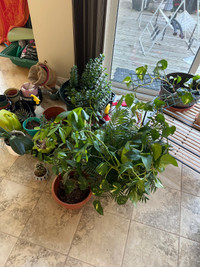 Free plants