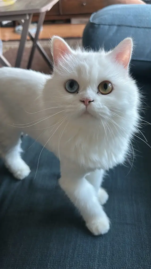 Pure Persian Cat in Cats & Kittens for Rehoming in City of Montréal - Image 2