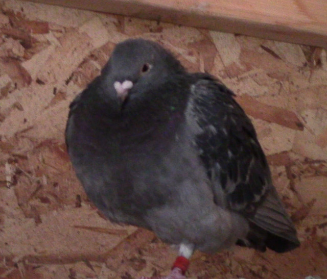 Missing pigeon in Lost & Found in Edmonton - Image 3