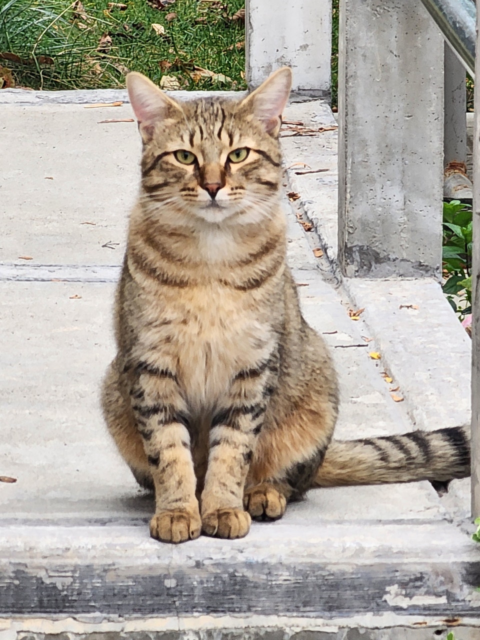 cat for rehoming FREE | Cats & Kittens for Rehoming | Mississauga ...
