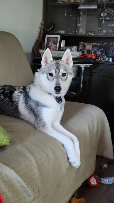 Siberian husky, View more