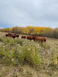 Wanted pasture land