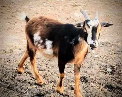 bred Nigerian Dwarf doeling, View more