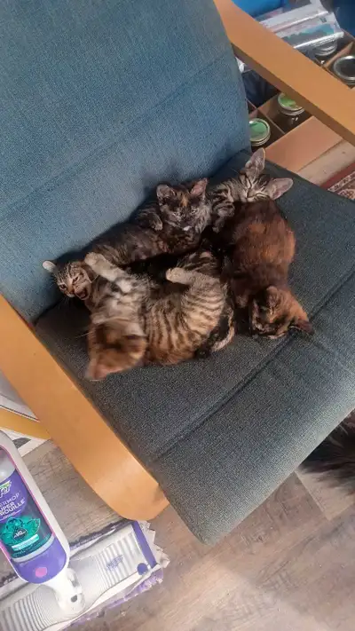 6 female hand raised kittens looking for new homes. Must go soon, they are driving my wife crazy wit...