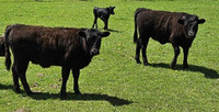 Two Nice Irish Dexter Heifer Calves For Sale
