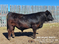 Yearling Simmental and Simm/Angus Bulls