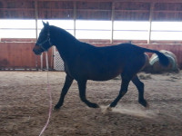 Proven Registered Curly Horse Stallion