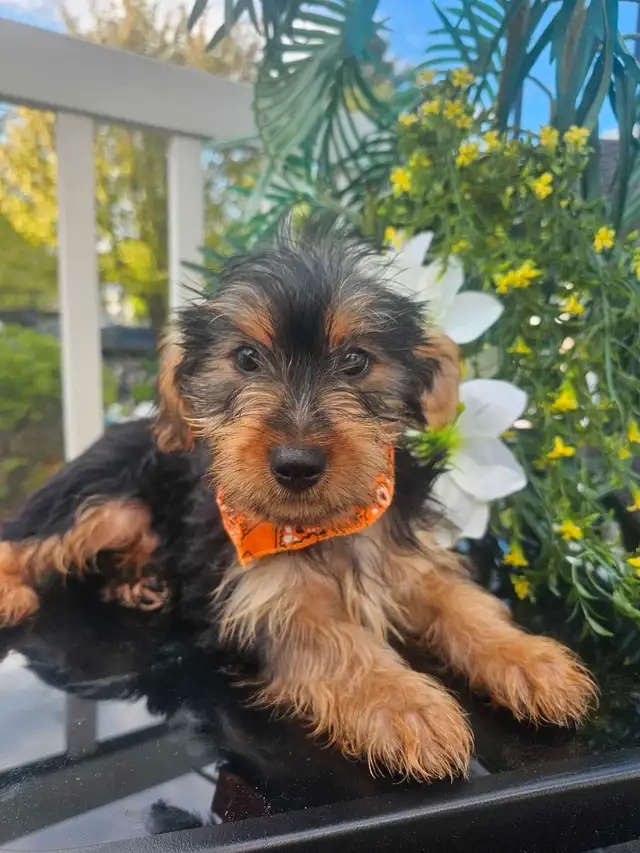 Magnifique yorkshire pure race *** personne  serieuse*** in Dogs & Puppies for Rehoming in City of Montréal - Image 10