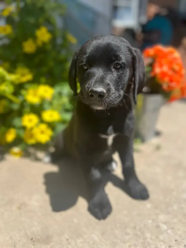 Lab Mix puppies please call 705-995-5137 in Dogs & Puppies for Rehoming in Barrie - Image 5