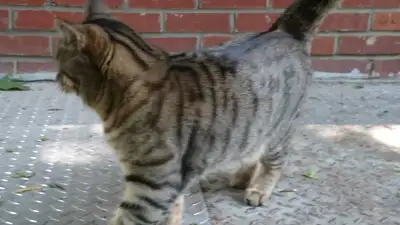 Lost my cat, View more