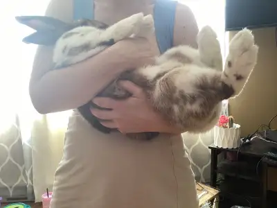 Free (larger than anticipated) adorable bunny, View more