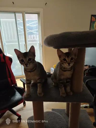 Message Francais a suivre Hi there, I'm looking for a new home for my 2 Male bengal/mixed kittens. T...