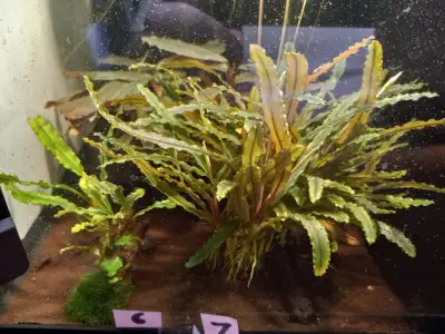 Limited Time Summer Aquarium Plants SALE: Plants, View more