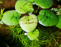 Amazonian Frogbit (Limnobium laevigatum) Floating Aquatic Plant