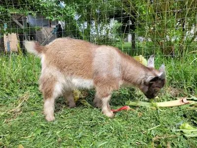 Nigerian dwarf buckling, View more