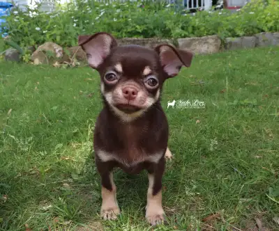 Mini Chiot Chihuahua Pure race*Prêt maintenant**Prix réduit, View more