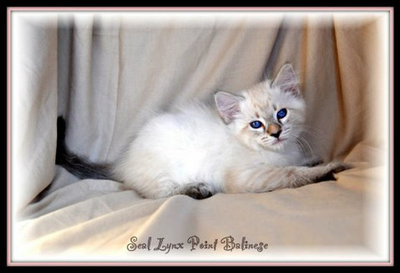 WANTED: Specific Balinese kitten in Cats & Kittens for Rehoming in St. John's - Image 2