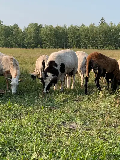 Mix Hair Breeding Rams, View more