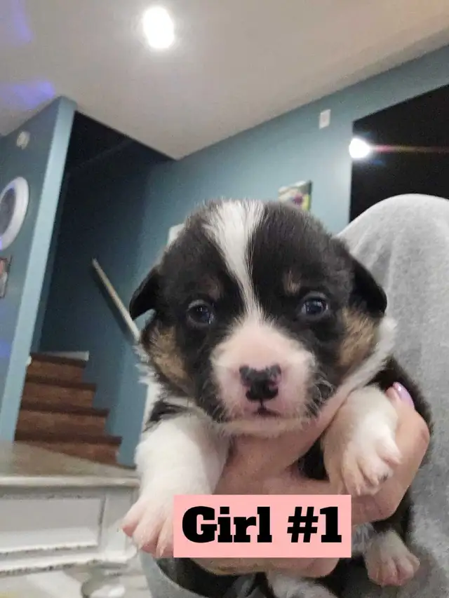 corgi puppies | Dogs & Puppies for Rehoming | Winnipeg | Free local ...