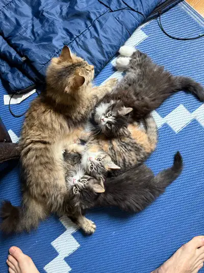 Adorables chatons à vendre – prêts pour une nouvelle famille aimante Nous avons 3 magnifiques chaton...