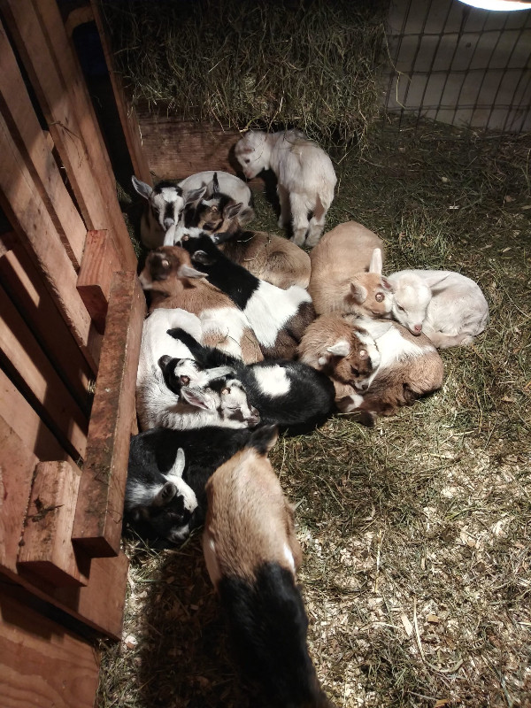 Nigerian dwarf kids ready for their new home ! in Livestock in Campbell River