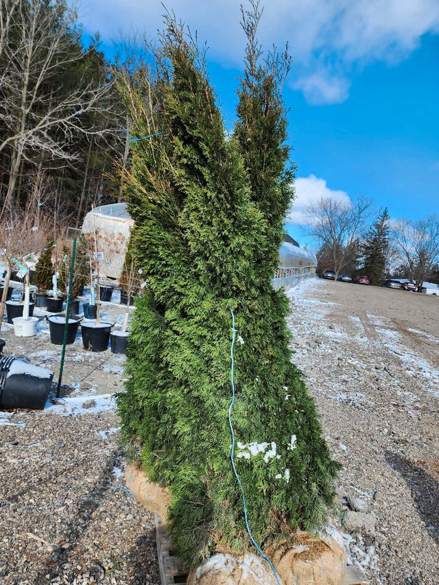 Cedar trees emerald in Plants, Fertilizer & Soil in City of Toronto - Image 2