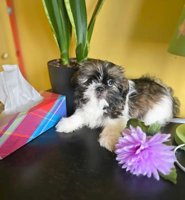 3 beaux SHIH TZU mâles (shihtzu, shih-tzu) in Dogs & Puppies for Rehoming in Laval / North Shore - Image 6