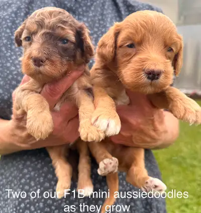 ❤️Adorable F1B aussiedoodles arriving. Cockapoos AVAILABLE, View more