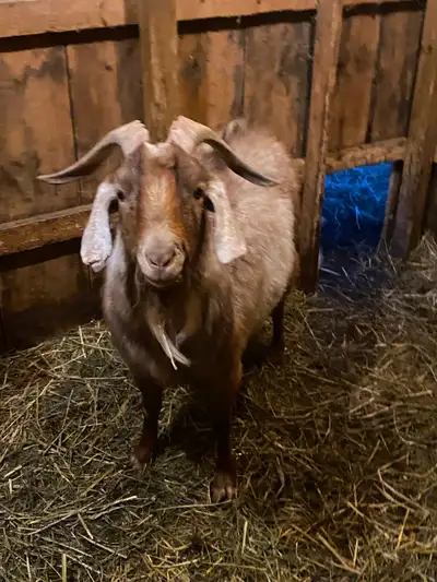 Billy Goats for sale, View more