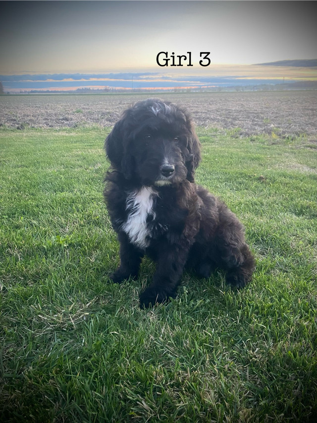Beautiful Bernedoodle Puppies  in Dogs & Puppies for Rehoming in Pembroke - Image 4
