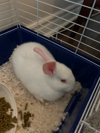 White baby bunny for sale