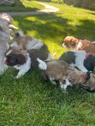 ✨ Adorable Shih Tzu Puppies for Sale! ✨, View more