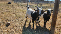 Wether Pygmy/Nigerian dwarf Goat