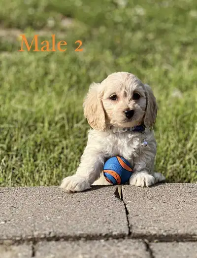 Mini Cockapoo Chiots a vendre /  2 chiots disponible, View more