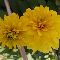 Plante RUDBECKIA ‘Goldquelle’ (laciniata) – Rudbeckie – Coneflow
