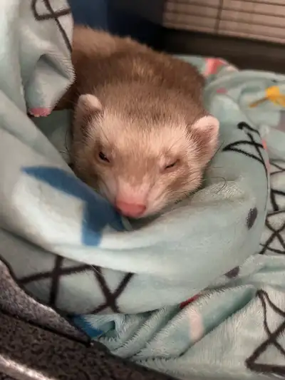 2 female ferrets with cage, View more