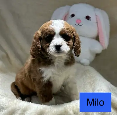 Cavapoo X Cavalier Puppies, View more
