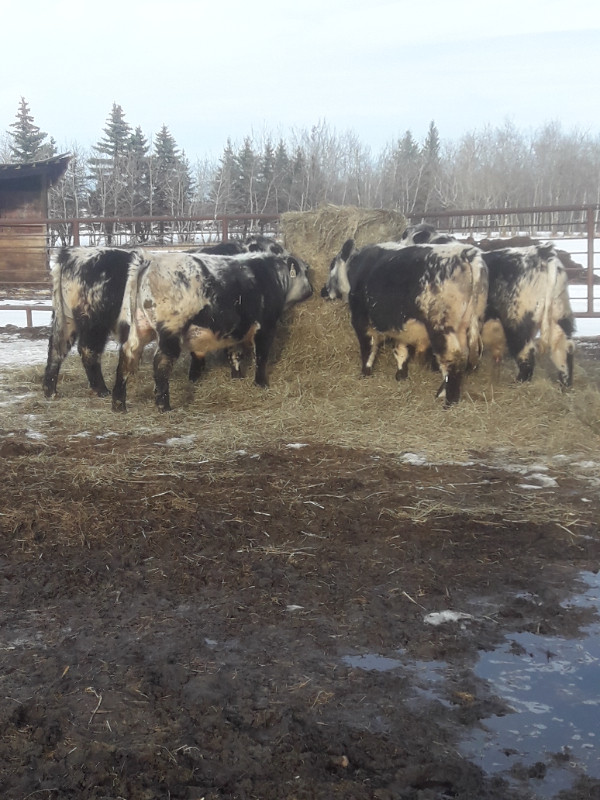 Bulls for sale in Livestock in Edmonton