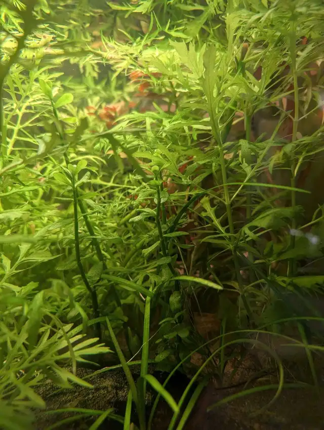 Water Wisteria in Fish for Rehoming in Kitchener / Waterloo - Image 2