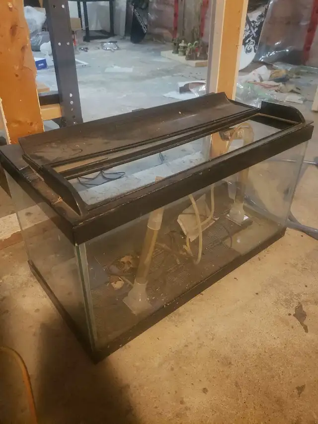 Aquariums in Fish for Rehoming in London - Image 3
