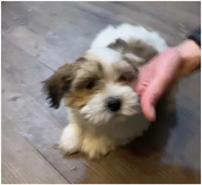 5 Magnifiques chiots shih tzu hypoallergénique, reste 3 à vendre, 2 mâles et une femelle, vient d'un...
