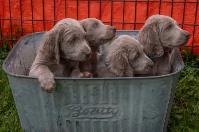 Weimaraner -Longhaired - purebred puppies available, View more