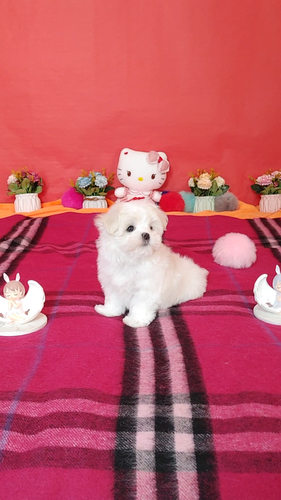 Premium Snow-white Maltese Puppies, View more