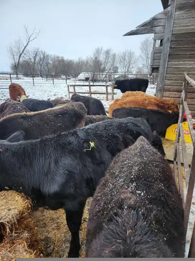 Beef calves, View more