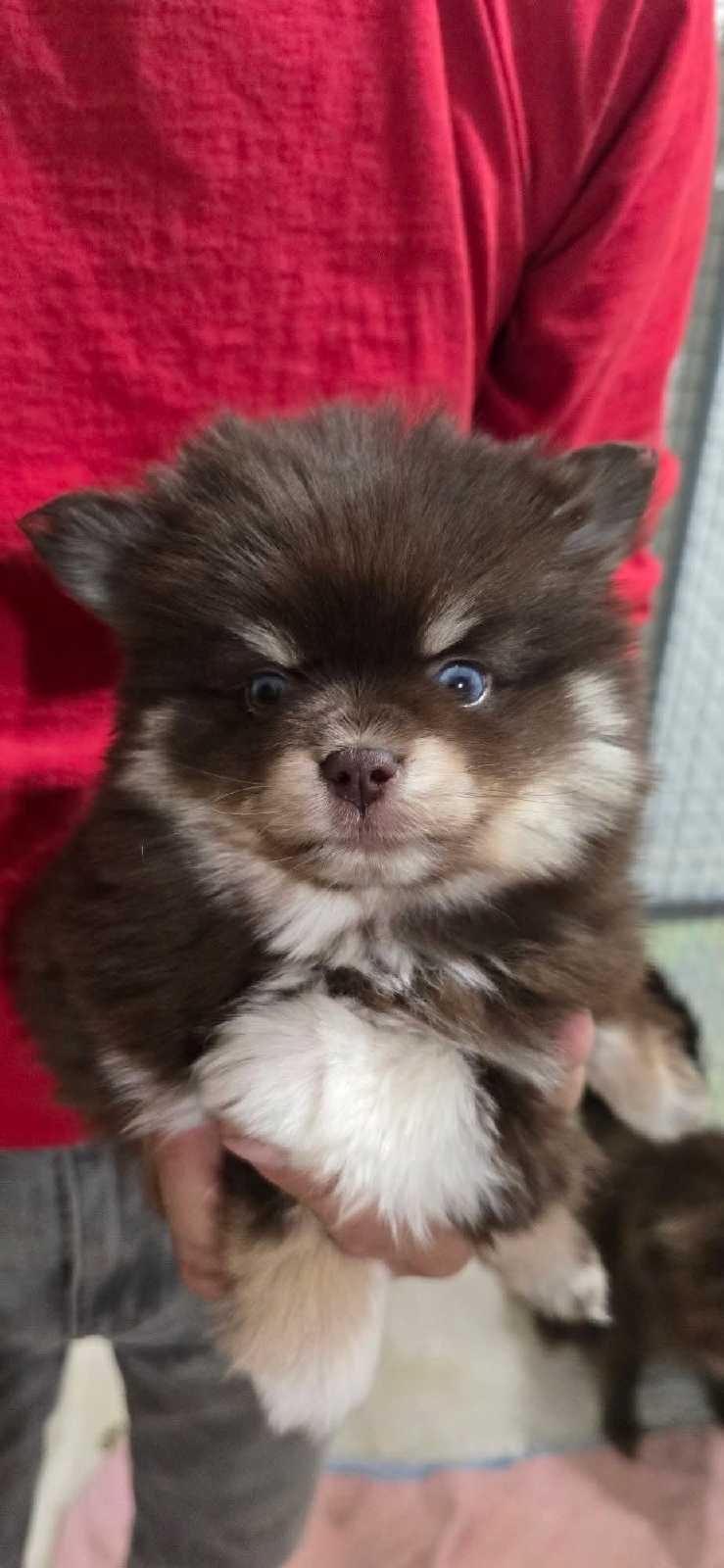 Micro Mini Pomskies available -Pomeranians Arriving soon | Dogs ...