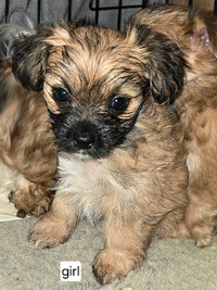 Gorgeous Morkie puppy ONE GIRL LEFT!!!