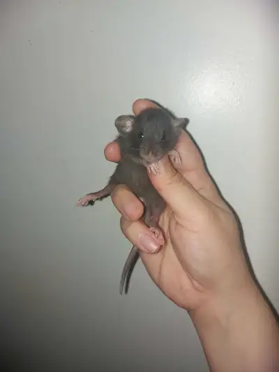 (2/$25) Baby Male Rats!, View more